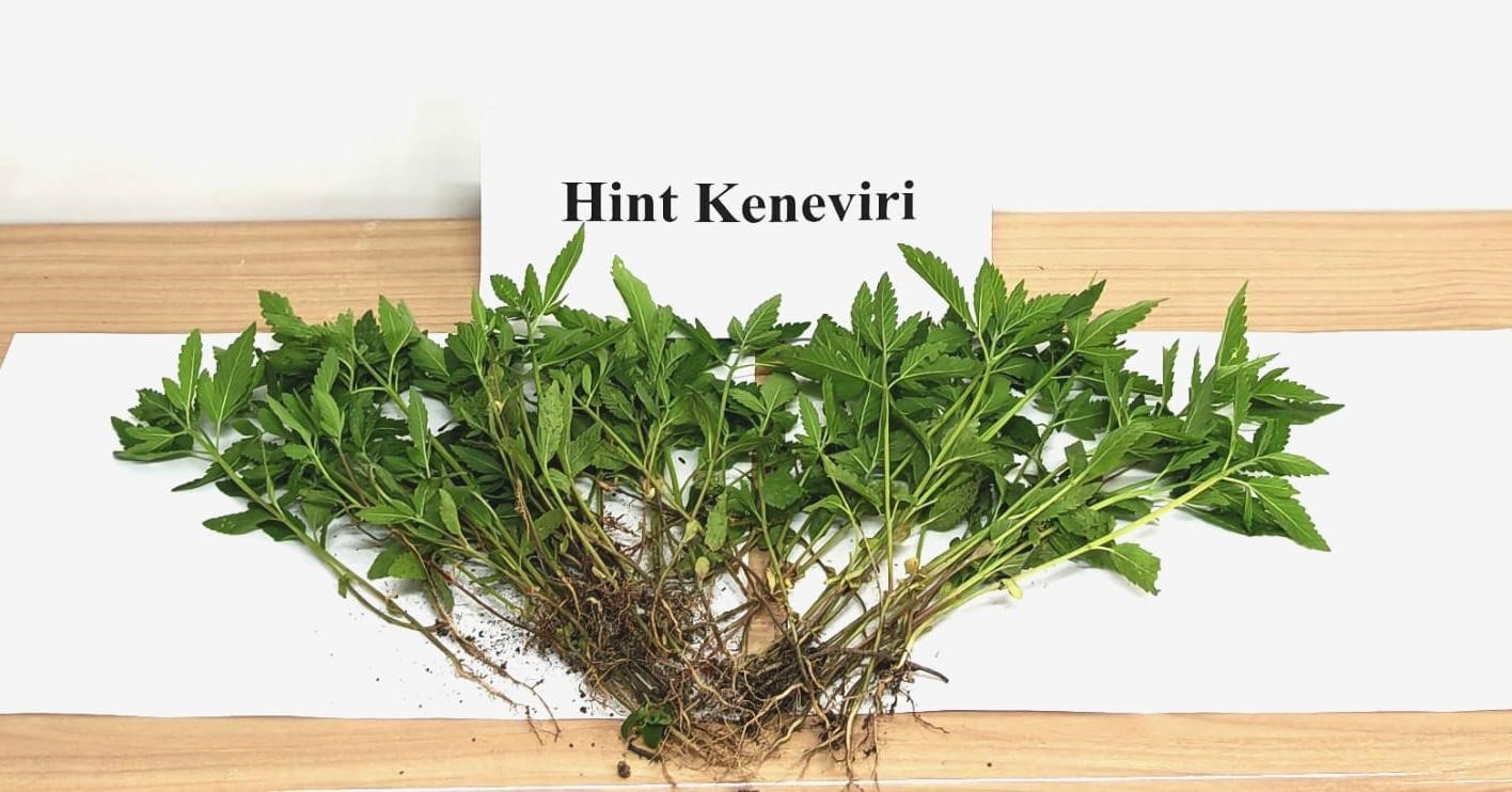 Sebze yetiştirir gibi kenevir yetiştirdi
?v=1