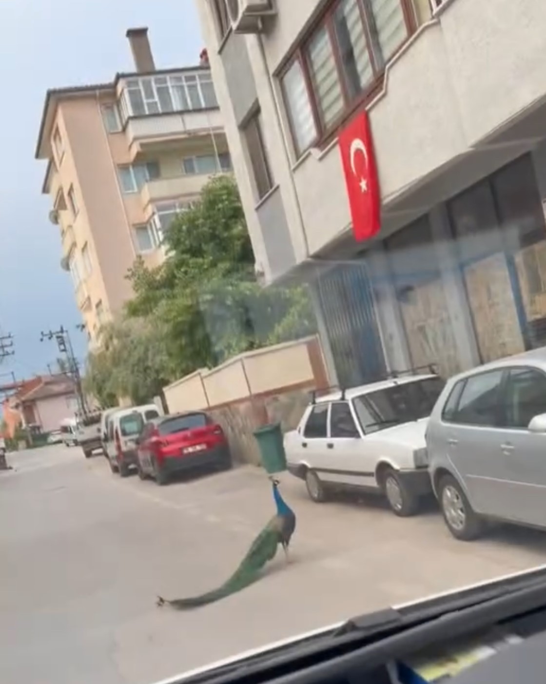 Sokak ortasında gezen tavus kuşu sürücülere ilginç anlar yaşattı
?v=1