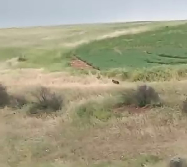 Adıyaman’da çiftçiler ayıyla karşılaştı
?v=1