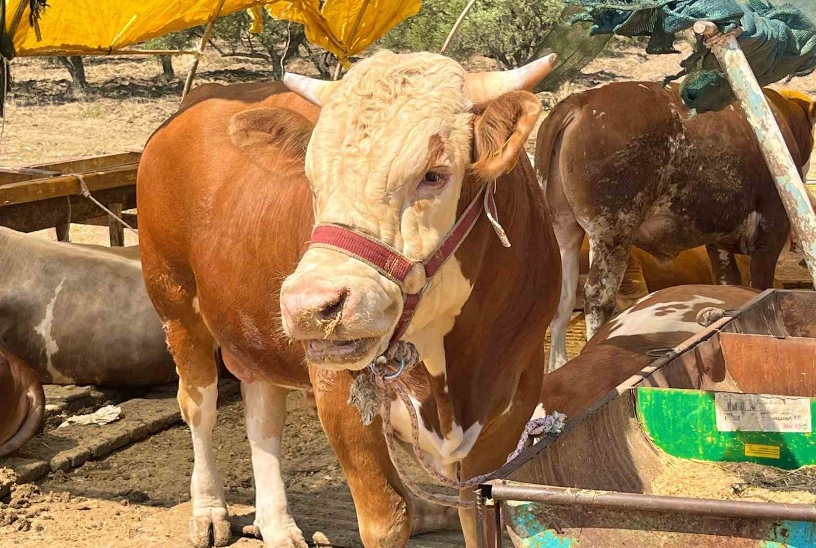 Aliağa’da kurbanlık kesim fiyatları belli oldu
?v=1