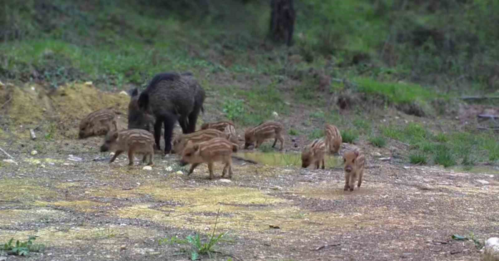 Karabük’te domuz ve 13 yavrusu fotokapanla görüntülendi
?v=1