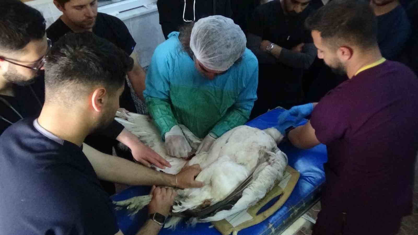 Muş’ta ateşli silahla yaralanan toy kuşu Van’da tedavisi devam ediyor
?v=1