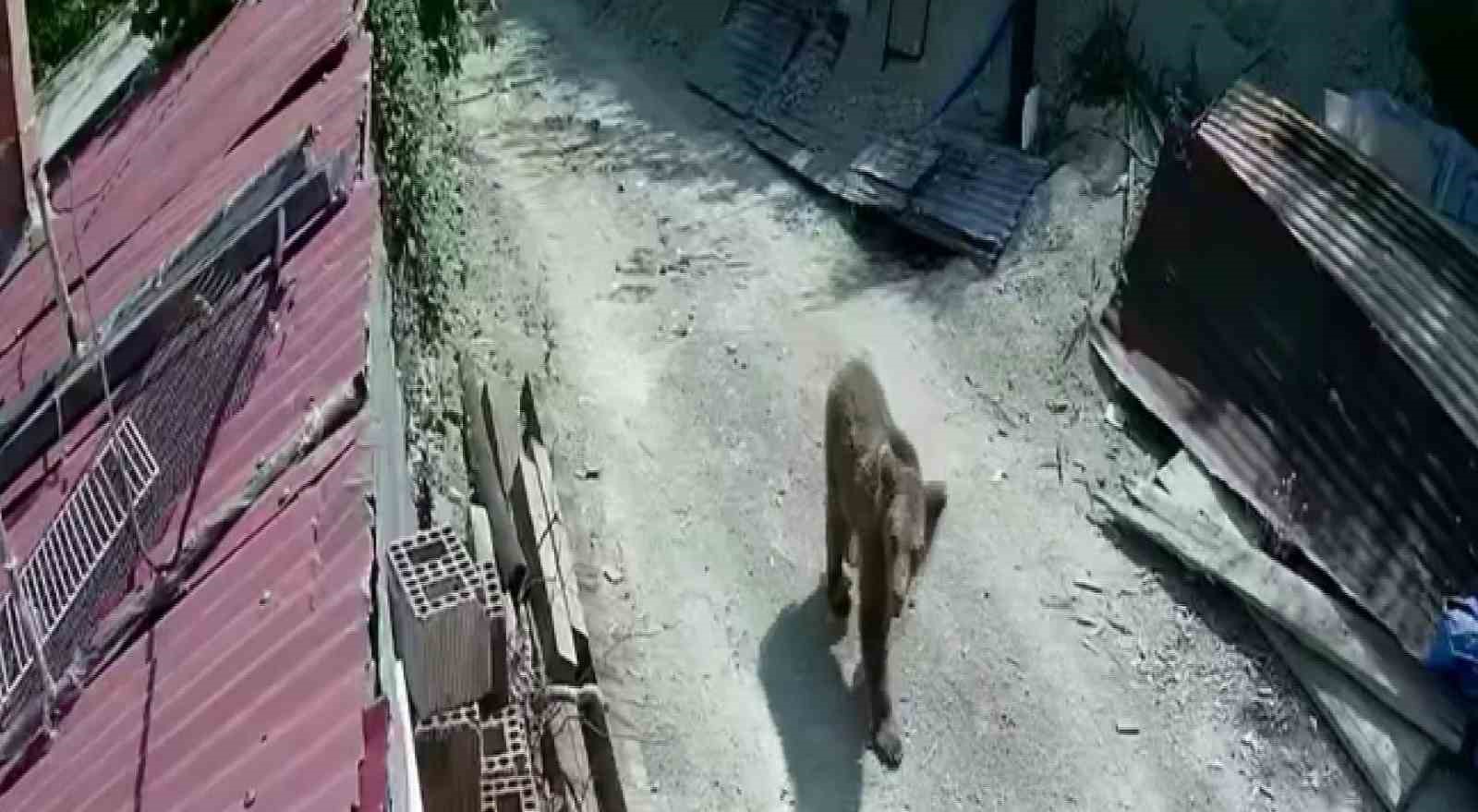 Yiyecek bulamayan ayılar mahalle ve köylere inmeye başladı
?v=1