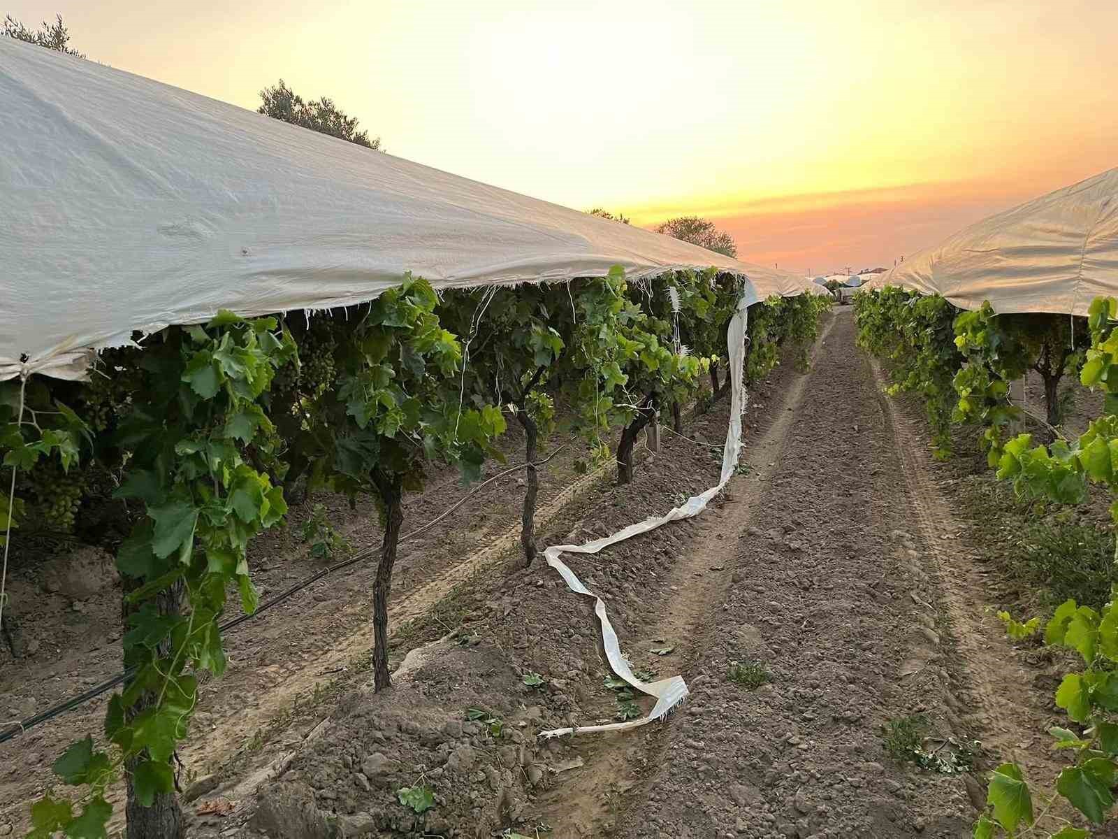 Traktör yolunu şaşırdı, üzüm bağına zarar verdi
?v=1