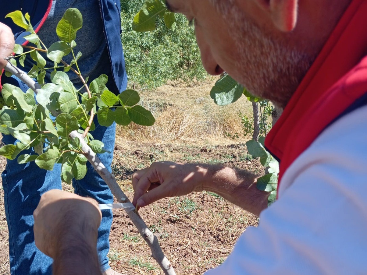 Siirt’te fıstık üreticilerine uygulamalı eğitim
?v=1