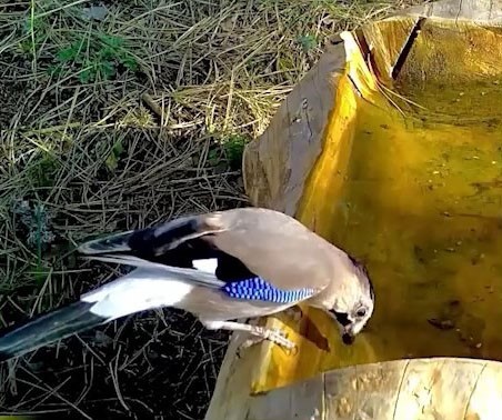 Ormanların renkli sesi alakarga Uludağ’da görüntülendi
?v=1
