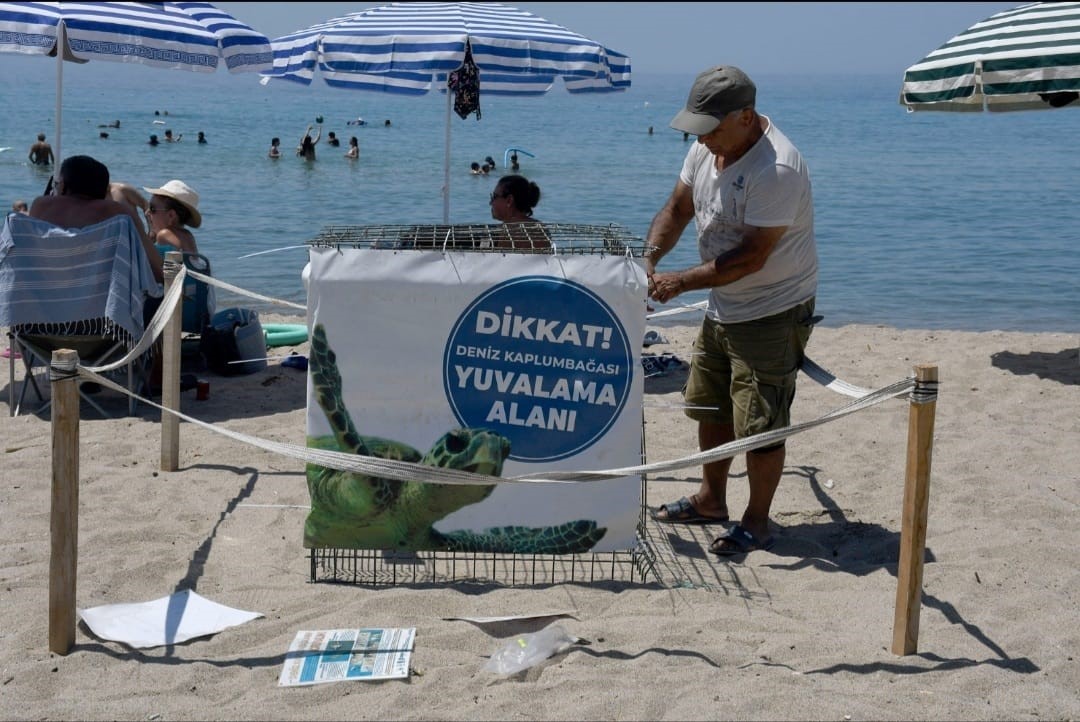Kuşadası’nda ilk caretta caretta yuvası belirlendi
?v=1