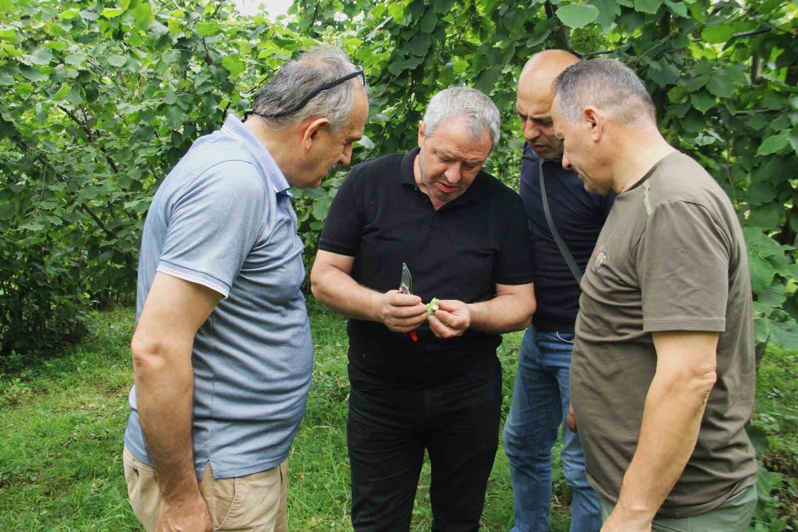 Trabzon’da 2025 fndık rekoltesi için çotanak sayımı başladı
?v=1