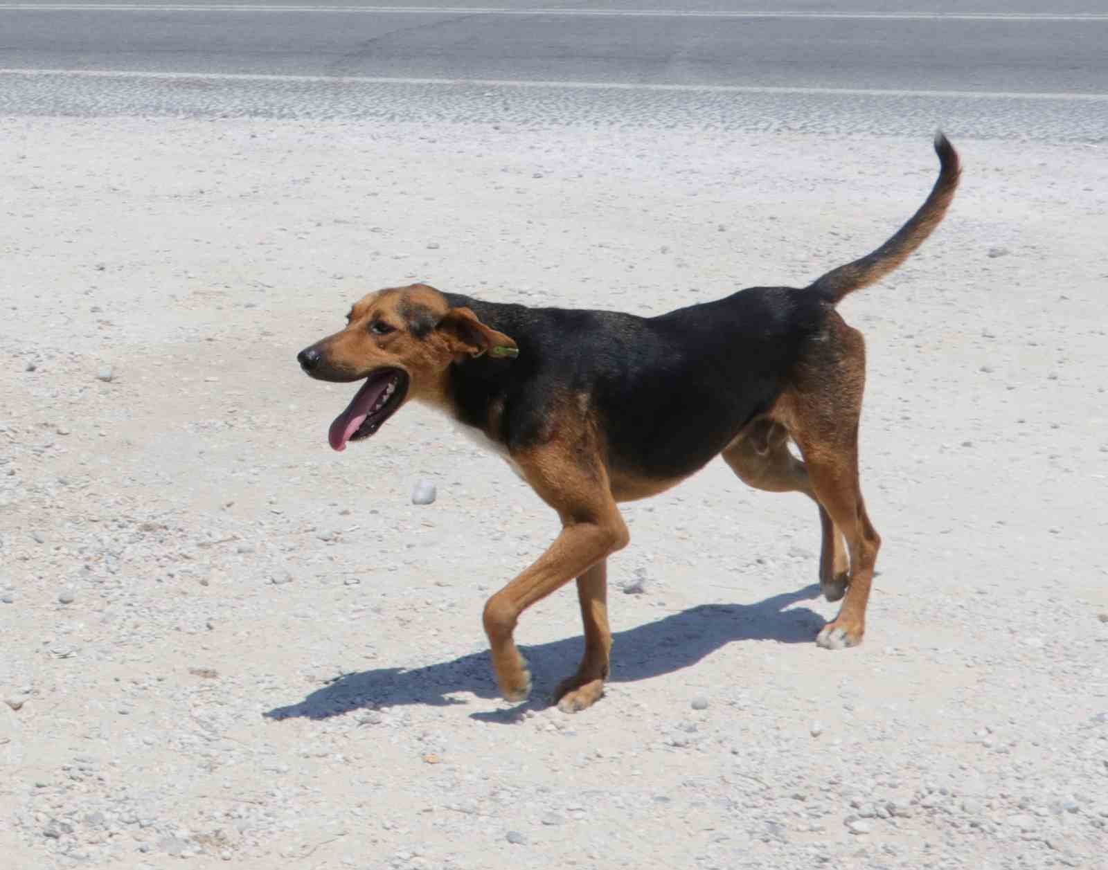 Yozgat’ta köpeğini başıboş bırakan kişiye ilk ceza kesildi
?v=1