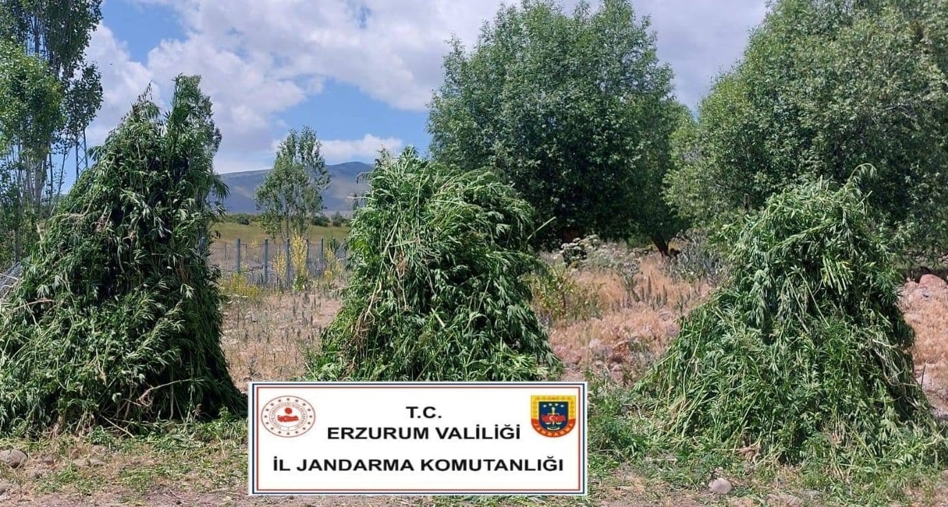 Jandarma’dan kenevir operasyonu
?v=1