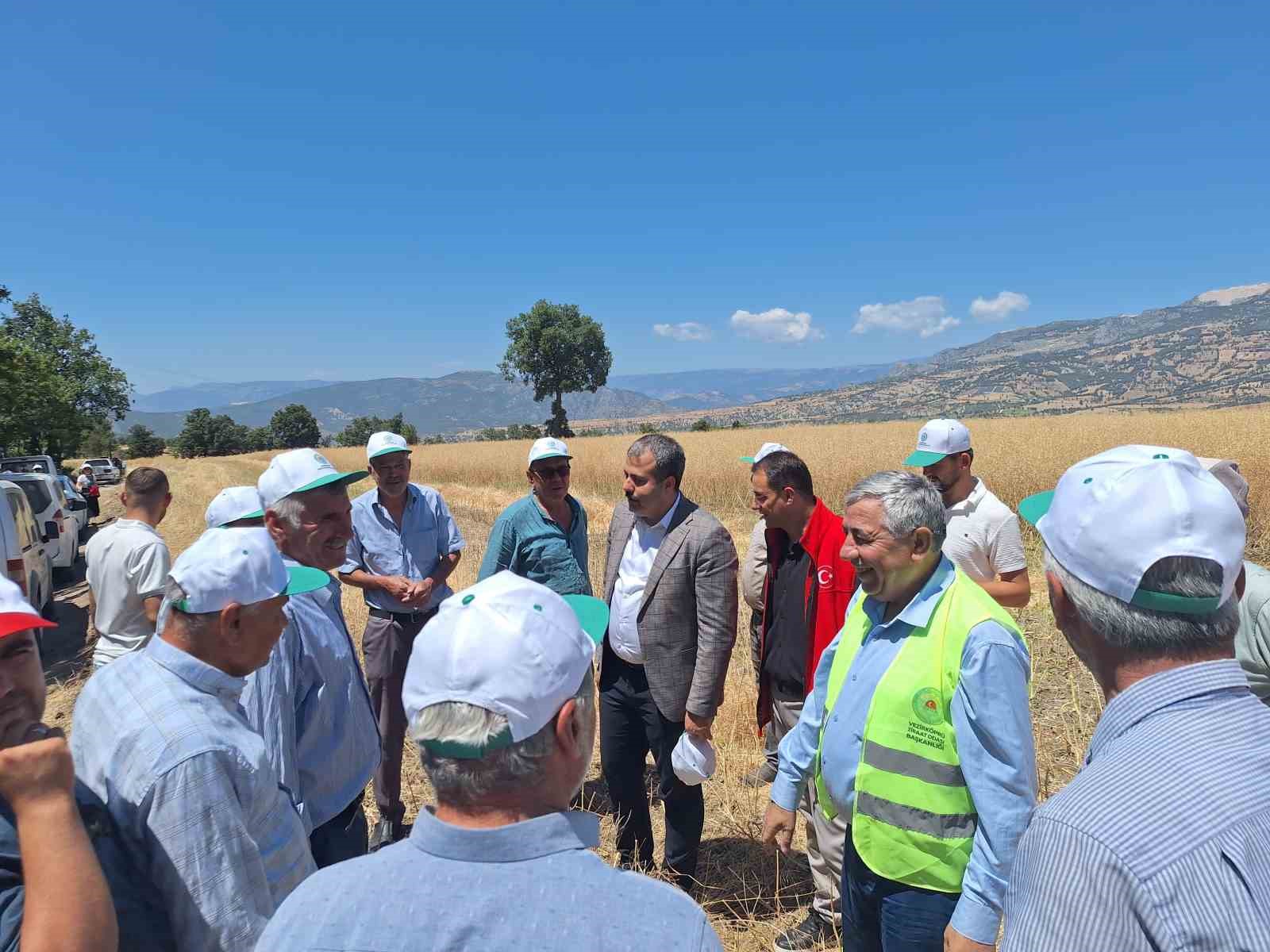 Vezirköprü’de kanola hasadı başladı
