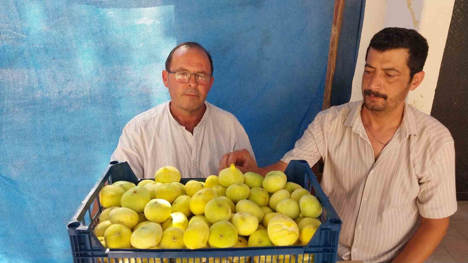 Mersin’de Mut beyaz inciri altın yılını yaşıyor
?v=1