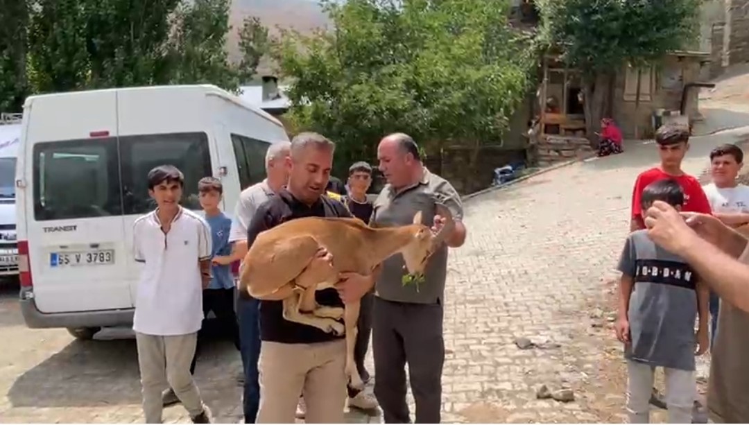 Dağ keçisi yetkililere teslim edildi
?v=1