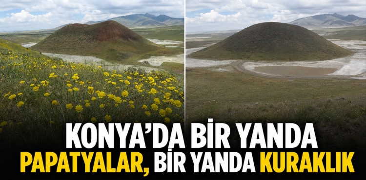 Konya’da bir yanda papatyalar, bir yanda kuraklık?v=1