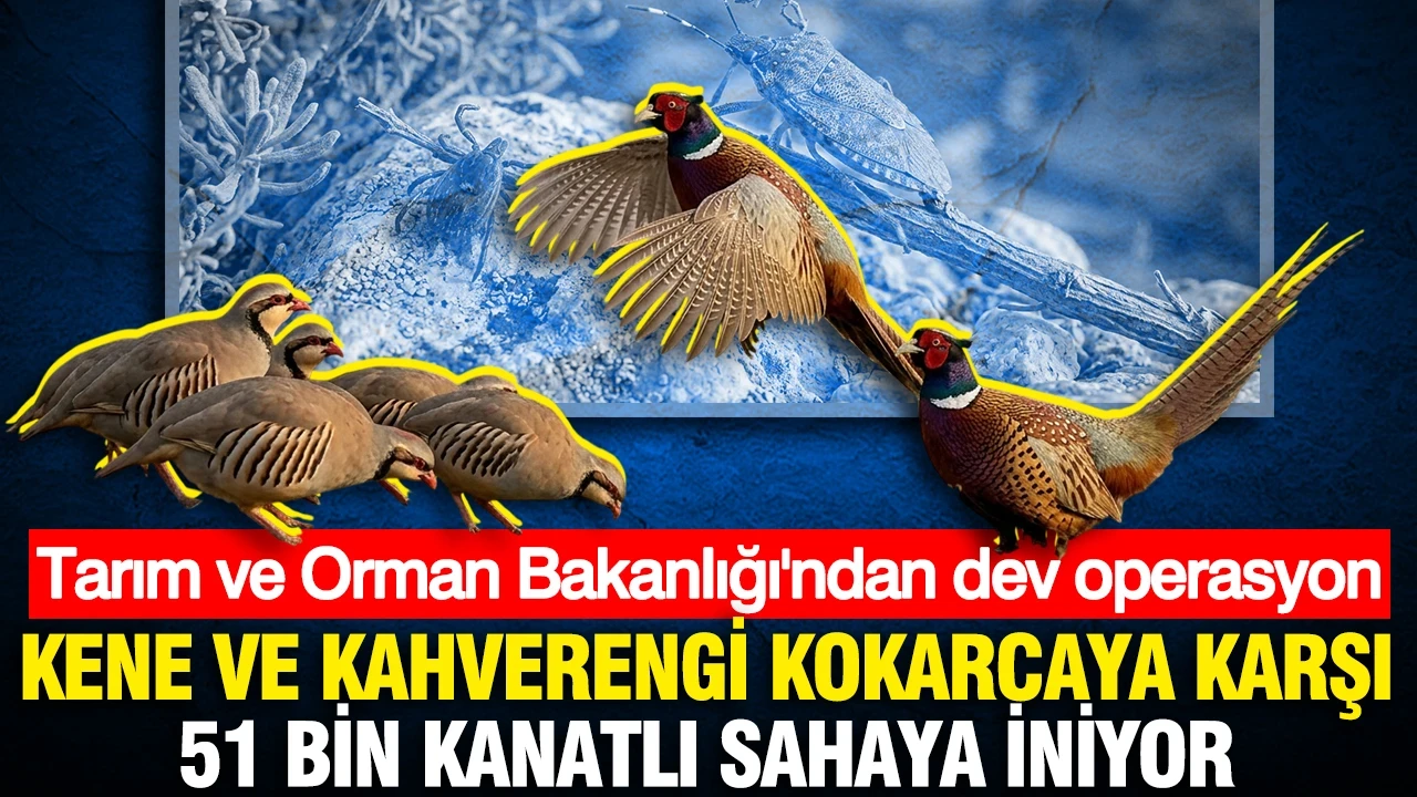 Kene ve kahverengi kokarcaya karşı doğal mücadele: 51 bin keklik ve sülün salınacak
